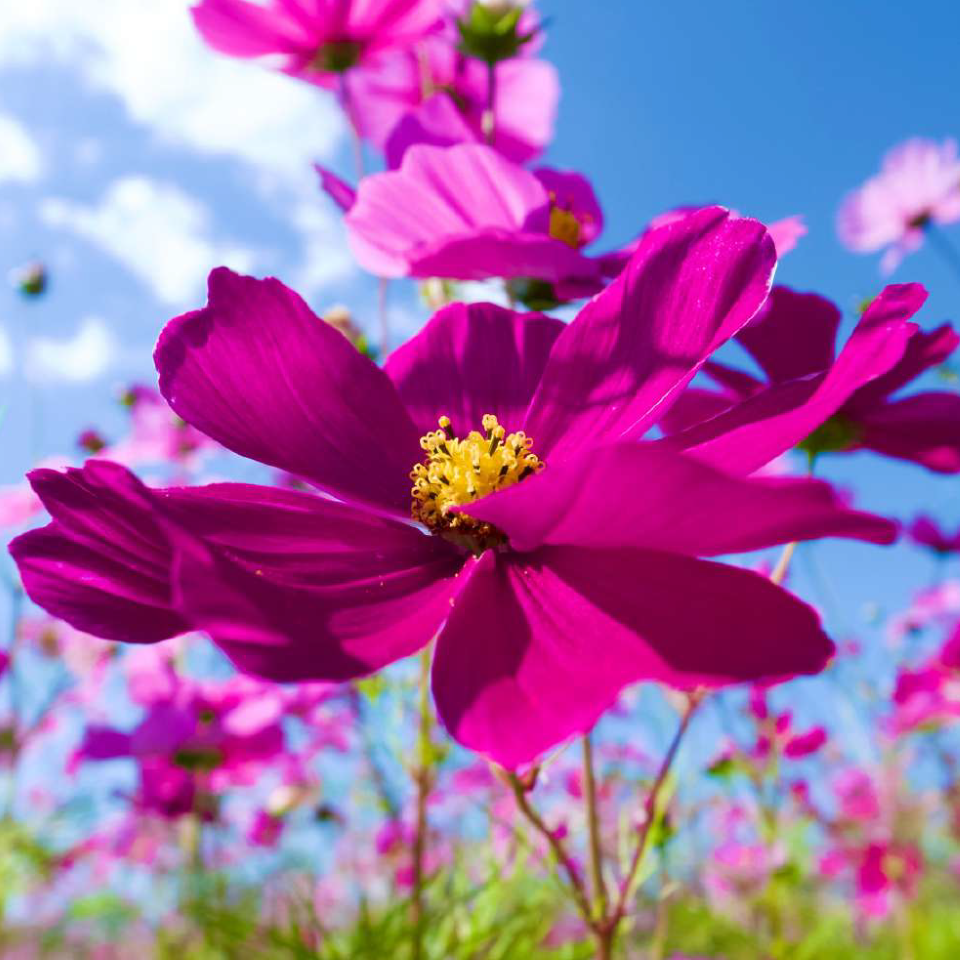 Floral Category cover