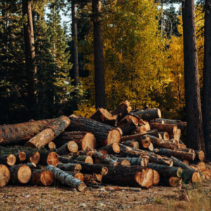 Timber Fragrance oil