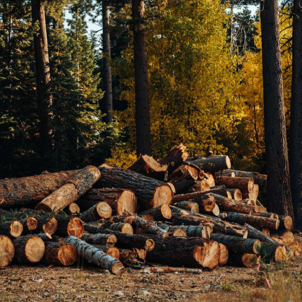 Timber Fragrance oil