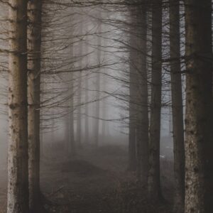 Dark Woods Fragrance oil