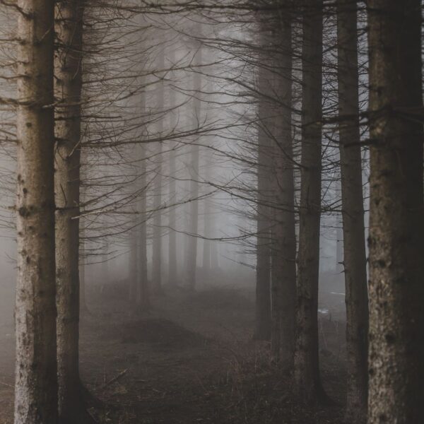 Darkwoods Fragrance Oil Dark Woods Fragrance oil