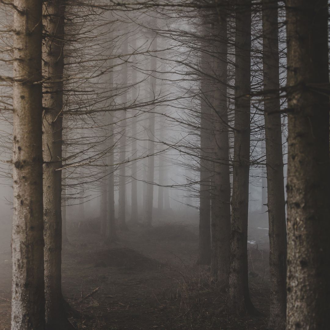 Dark Woods Fragrance oil