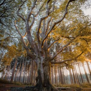 Enchanted Woods fragrance oil