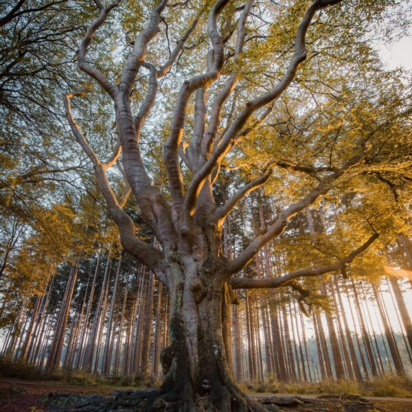 Enchanted Woods fragrance oil