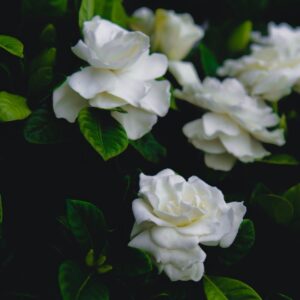 Gardenia Flower