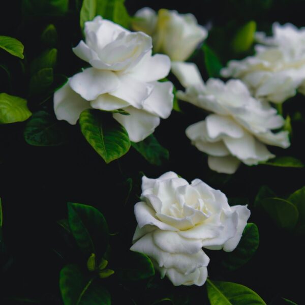 Gardenia Flower