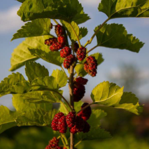Mulberry Fragrance
