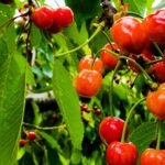 Red Cherry fragrance oil