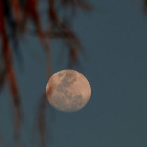 MoonLight Fragrance Oil - Image 1